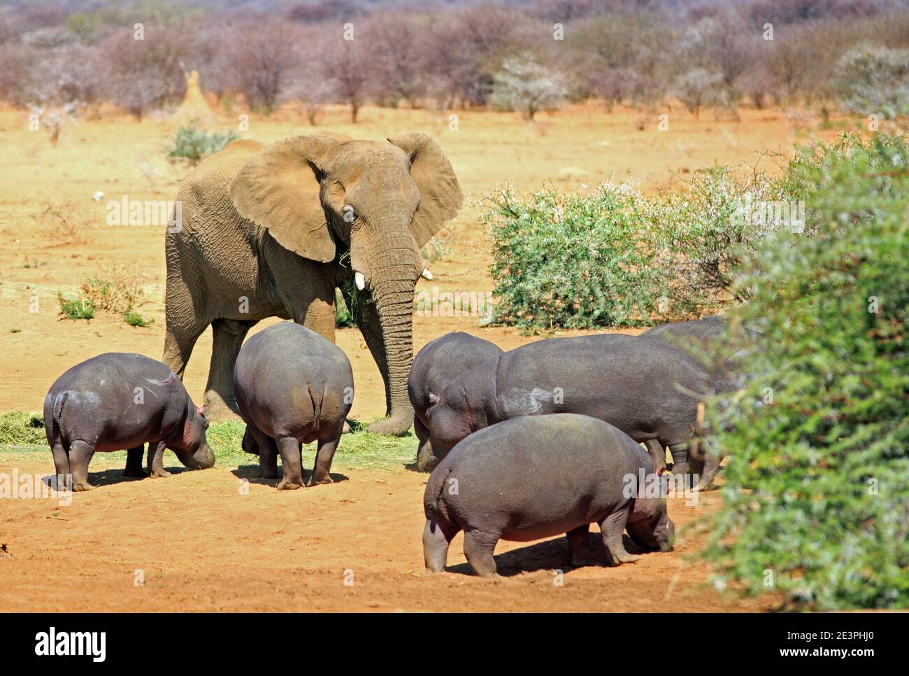 Grande elefante africano in piedi accanto ad un gruppo di apparentemente piccolo ippopotamo Foto Stock