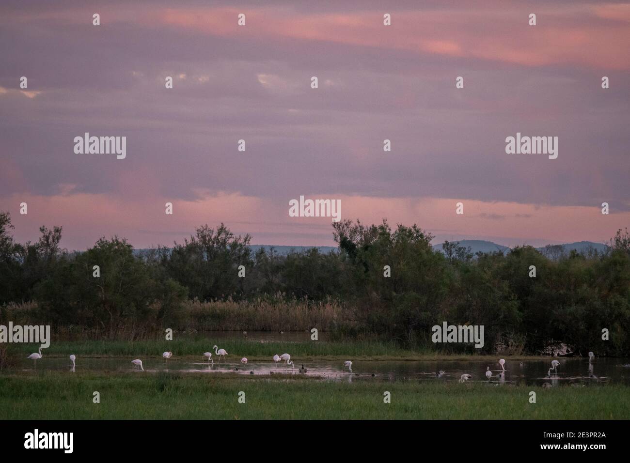 Alba a Aiguamolls de l'Empordà, Alt Empordà, provincia di Girona, Catalogna, Spagna Foto Stock