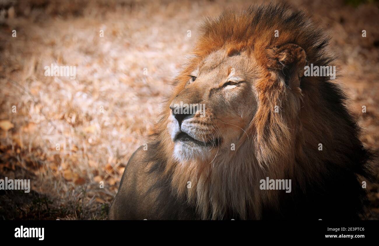 leone nella luce calda del giorno, Sud Africa Foto Stock