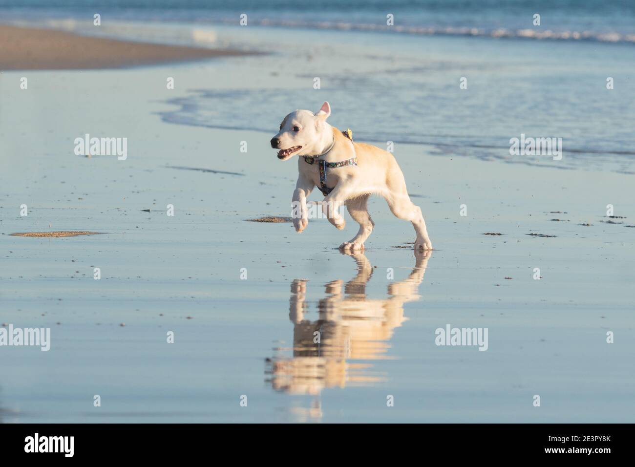 Giovane cucciolo femminile che gioca e corre sulla spiaggia, possiamo vedere il suo riflesso in acqua Foto Stock