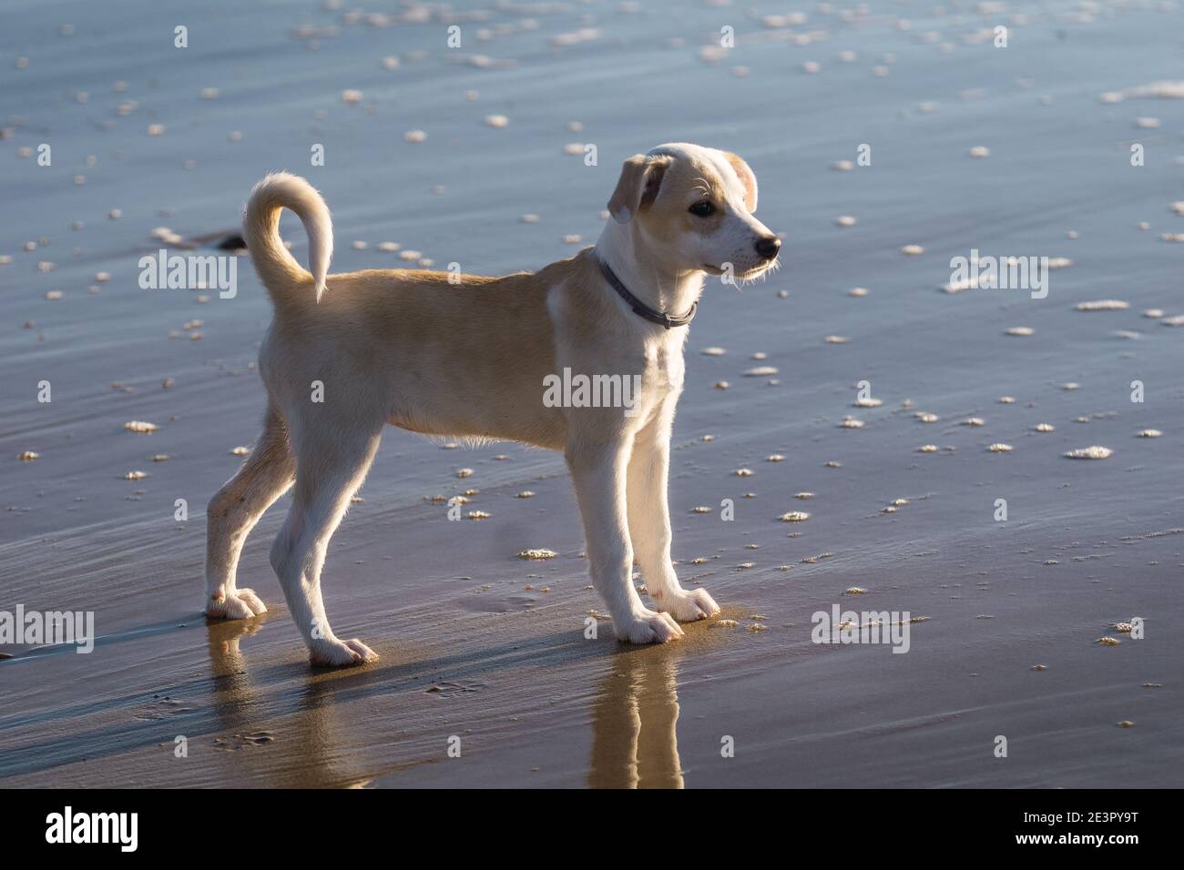 Giovane cucciolo femmina felice in piedi in acqua sul spiaggia a Cadice Foto Stock
