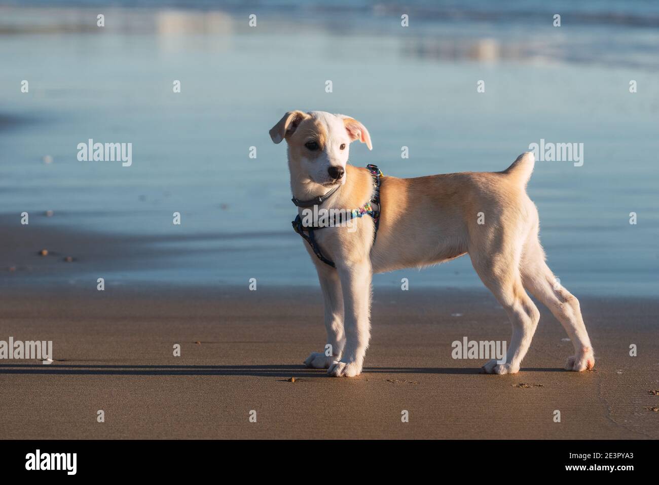Giovane cucciolo felice femminile in piedi nella sabbia sul spiaggia a Cadice Foto Stock