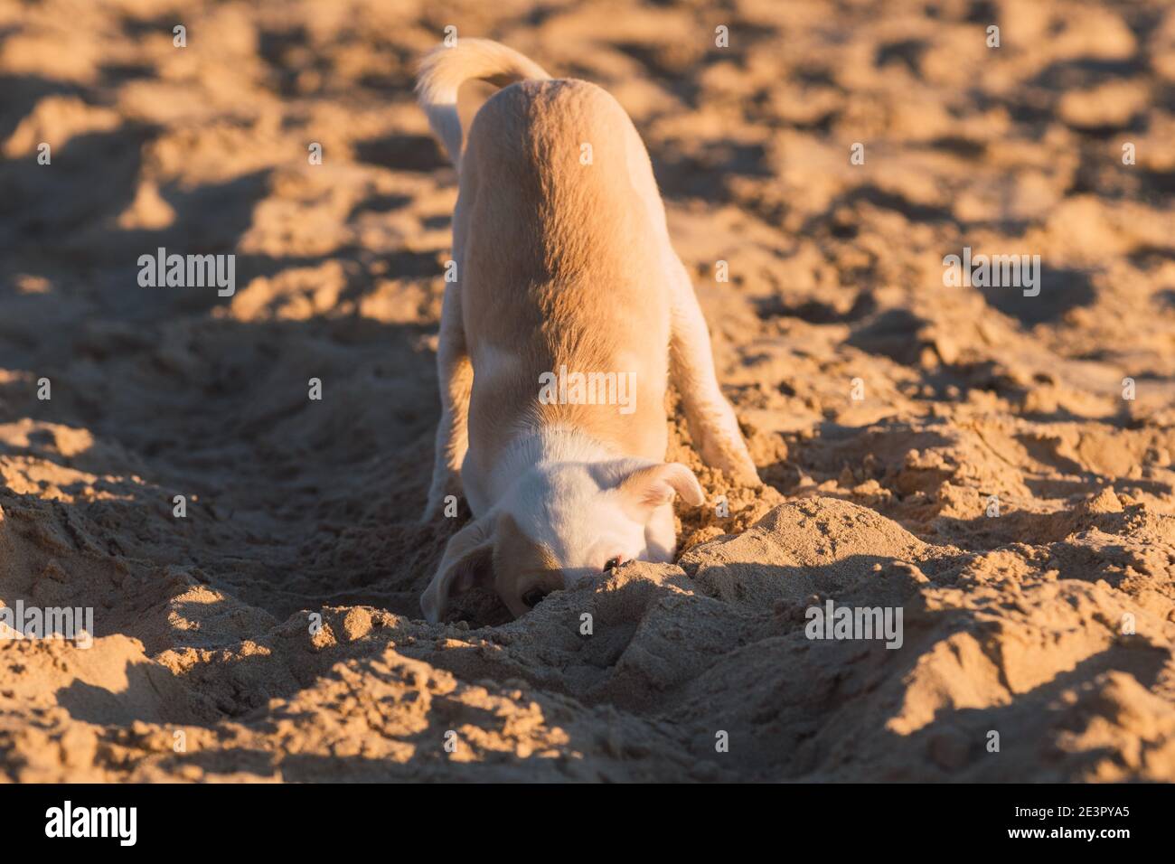 Cucciolo giovane graffiando nella sabbia sulla spiaggia dentro Cadice Foto Stock