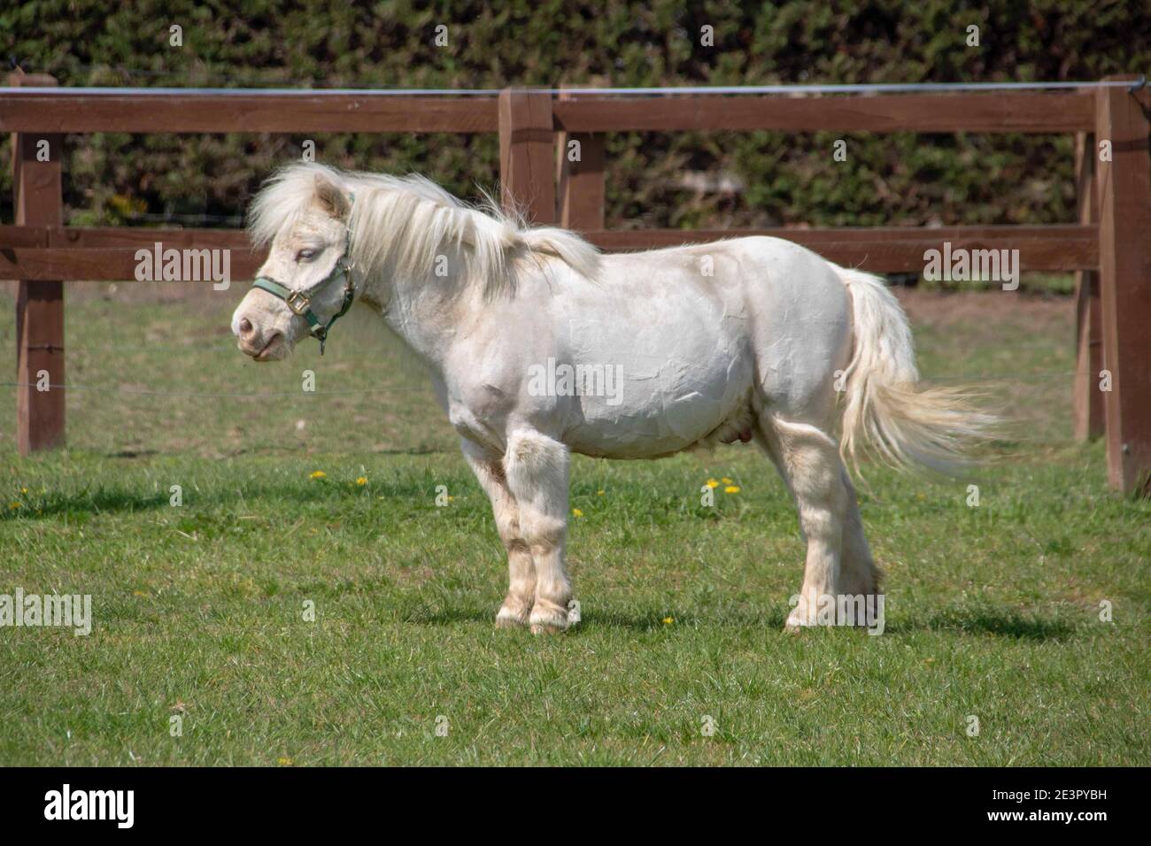 carino piccolo pony bianco godendo il sole di primavera Foto Stock