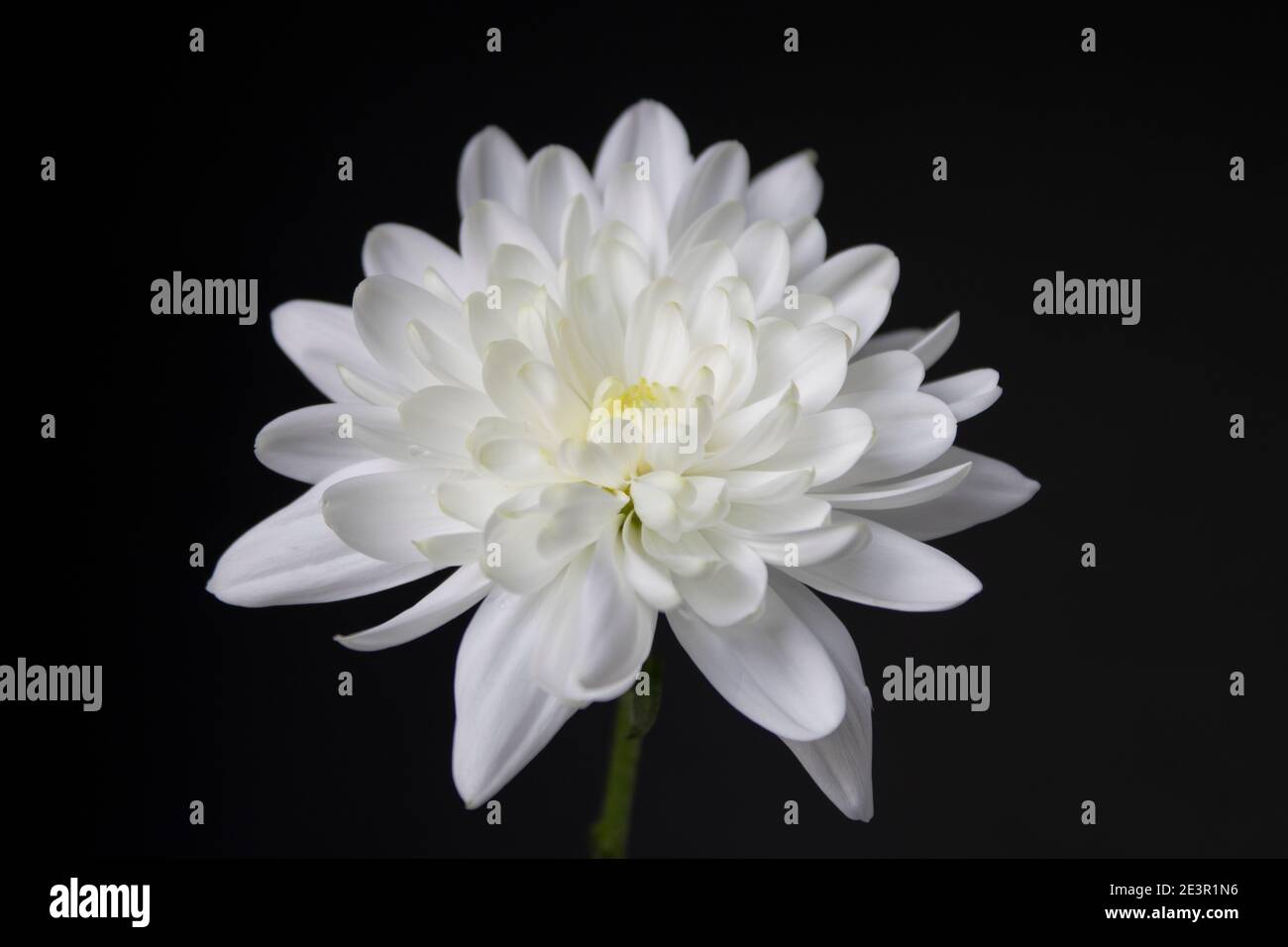 Fragile come un fiocco di neve Foto Stock