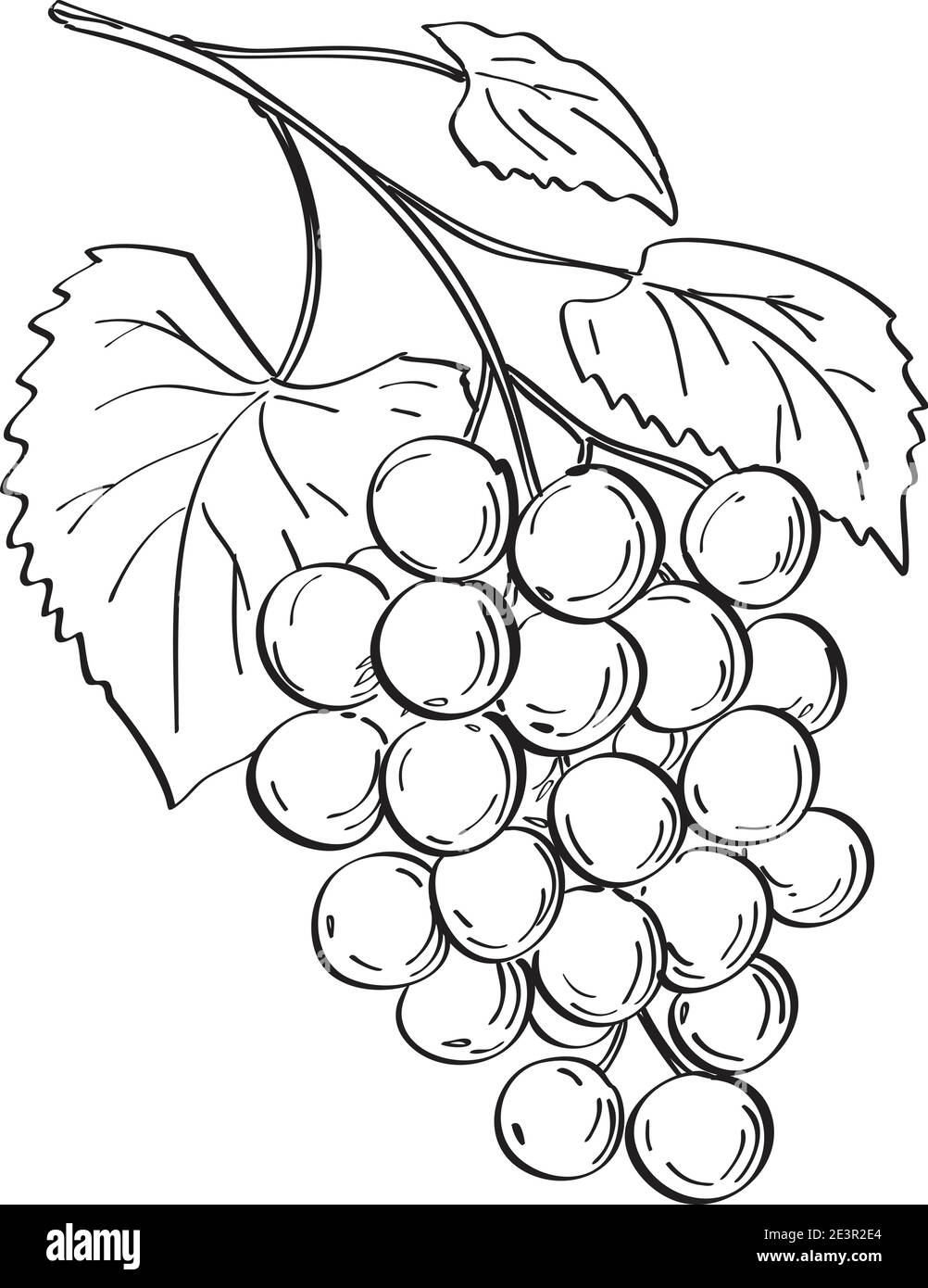 Disegno di linea illustrazione di frutti di uve di muscadina o Vitis rotundifolia, una specie di vite originaria del sud-est, sud-centro Unito sta Illustrazione Vettoriale
