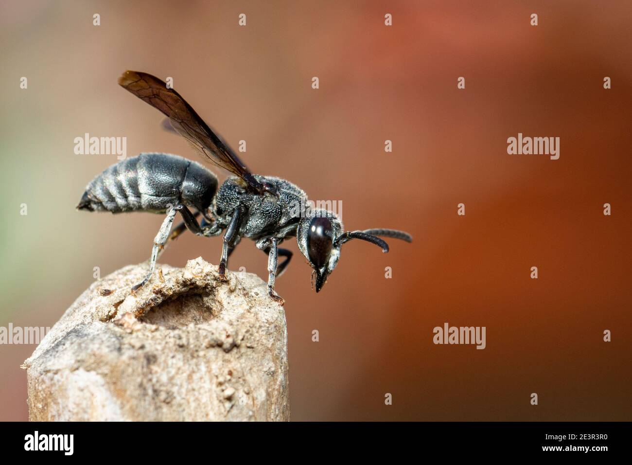 Immagine di una vespa nera sul moncone sullo sfondo della natura. Insetto.  Animale Foto stock - Alamy