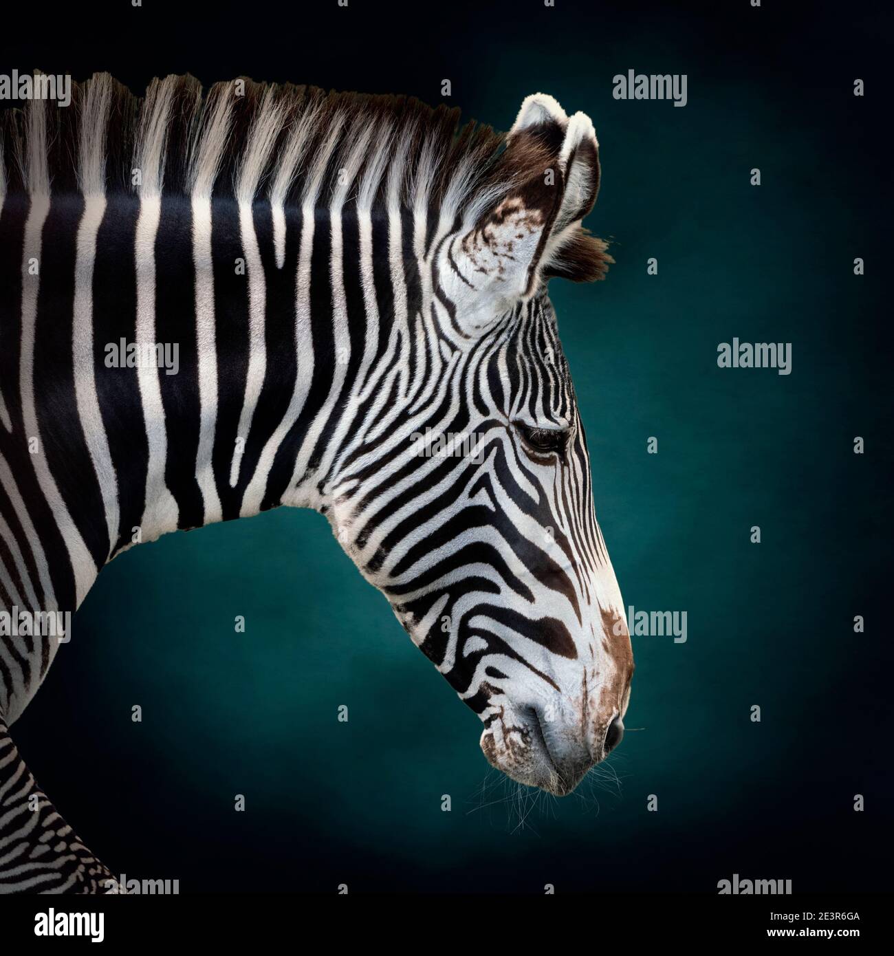 Ritratto animale Zebra di Grevy su sfondo teal testurizzato Foto Stock
