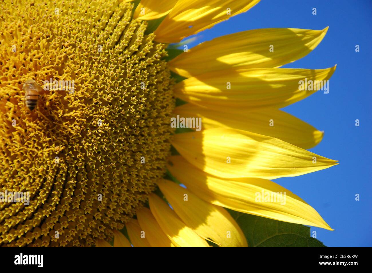 parte di testa di girasole gialla e petali con un'ape su di esso e parte della foto con blu chiaro cielo Foto Stock