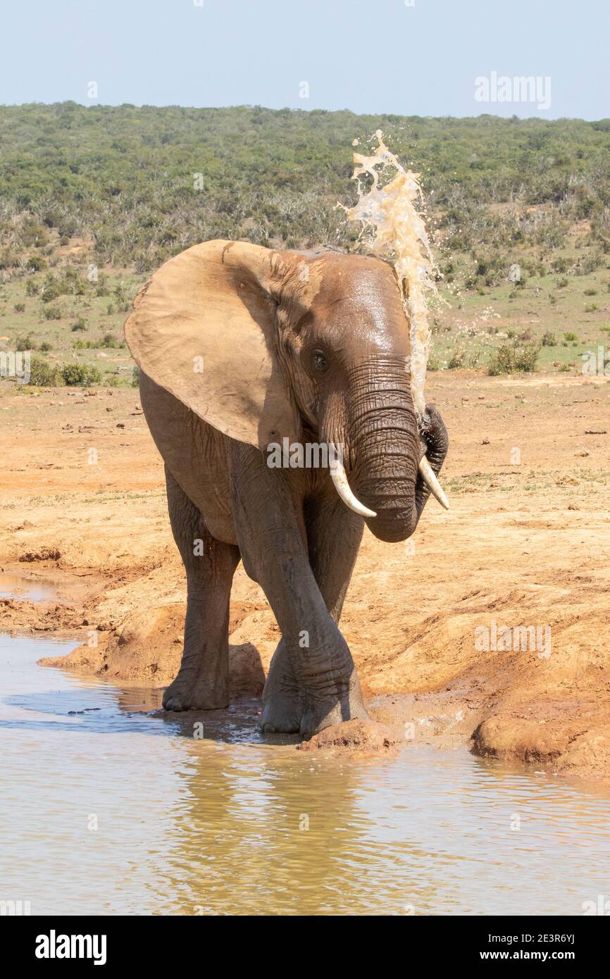 L'elefante africano (Loxodonta africana) si spruzzi d'acqua con il suo tronco Addo Elephant National Park, Capo orientale, Sudafrica Foto Stock