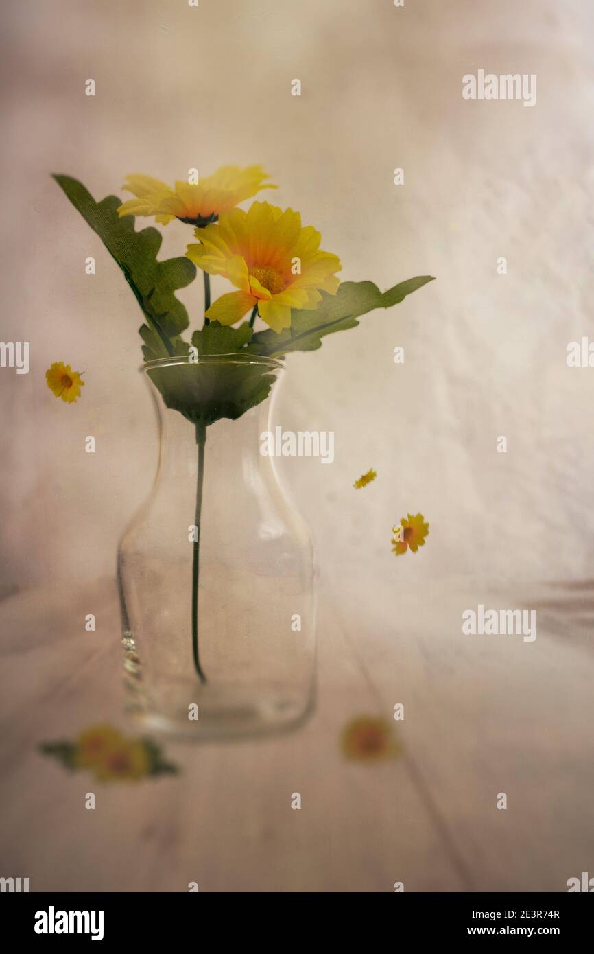 Fiori gialli all'interno di un vaso di vetro con fiori piccoli che cadono, su tavolo di legno e sfondo sfocato con spazio di copia Foto Stock