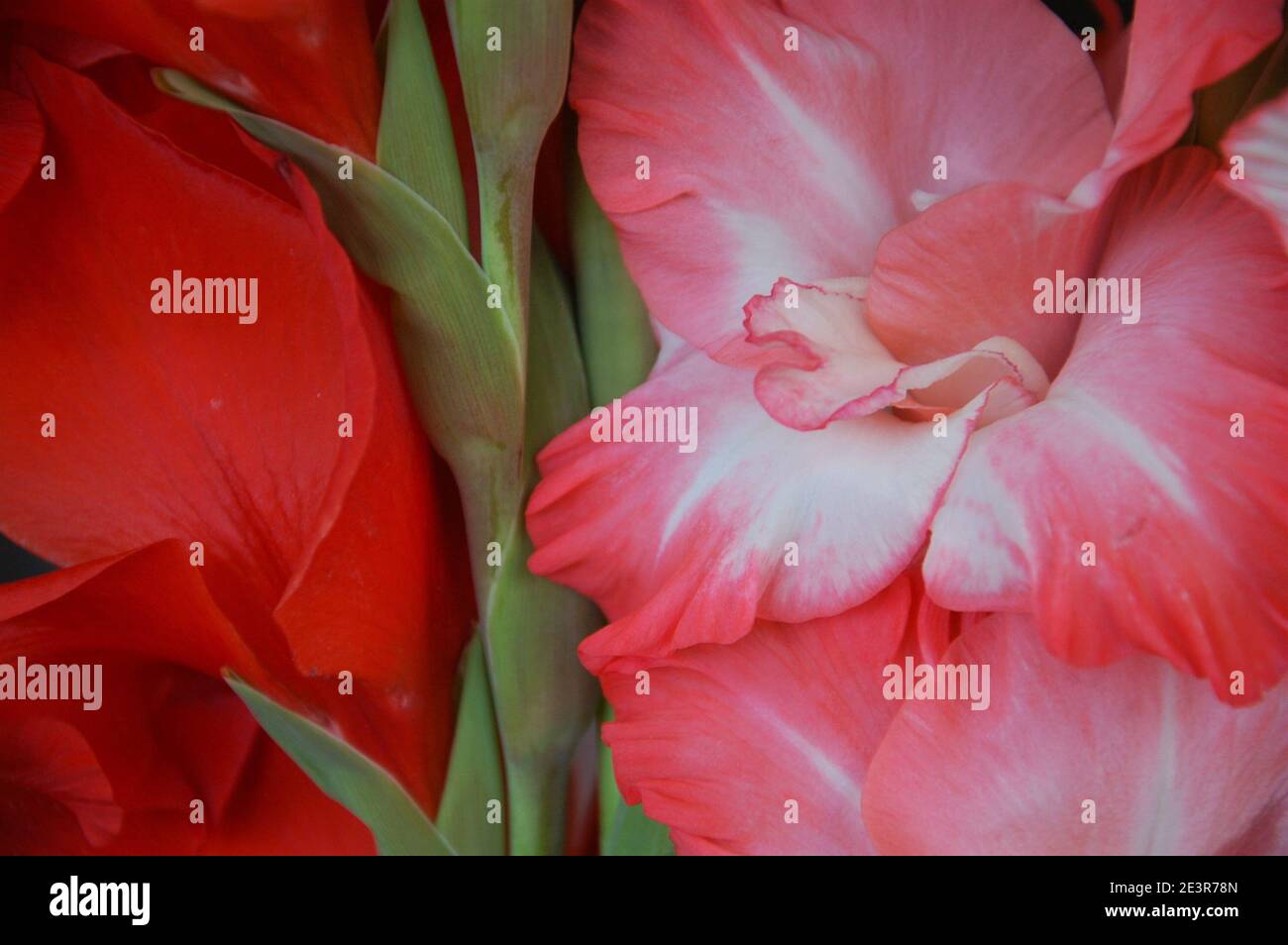 primo piano di colore gladiolus rosso e rosa Foto Stock