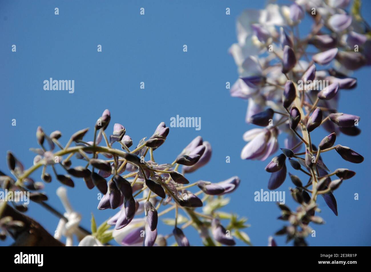 fiore di glicine sulla cima della pianta con un po' di spazio per scrivere su un cielo blu Foto Stock