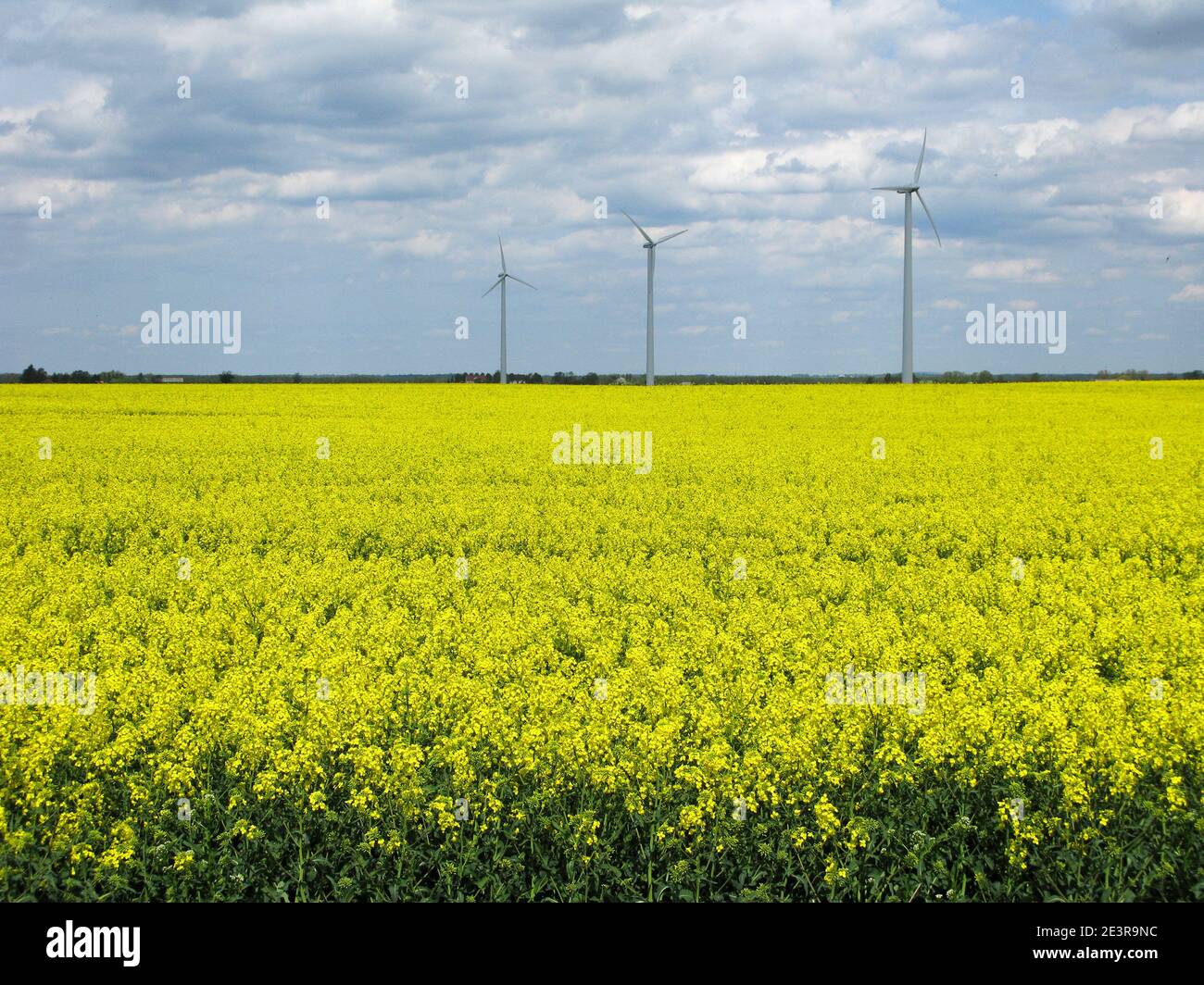 FONTI DI ENERGIA energia energia eolica e colza per olio Foto Stock