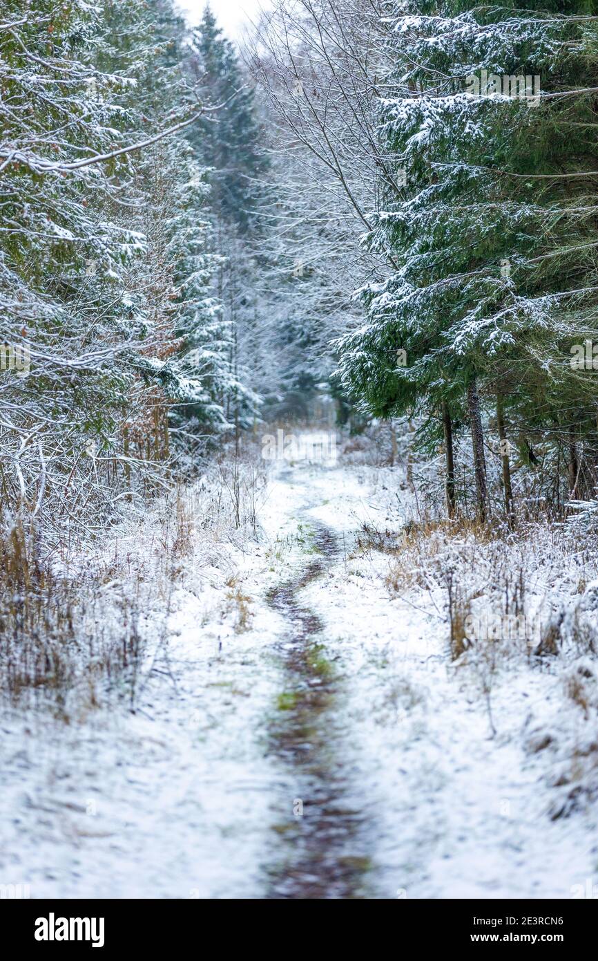 Foresta di Bialowieza durante l'inverno, Polonia Foto Stock