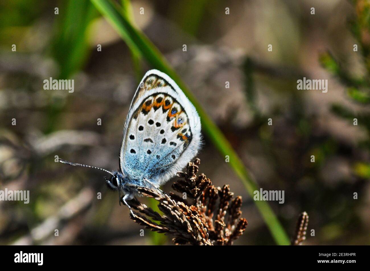 Blue Butterfly con borchie d'argento,'plebeius argus', su semi nella New Forest, Hampshire. Foto Stock