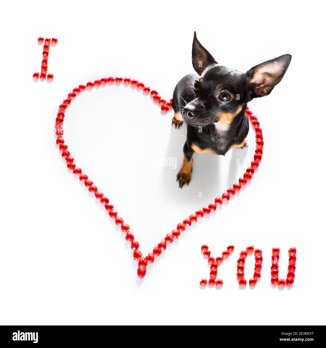 praga ratter cane su valentine amore cuore forma con i l'amore che firmate come sfondo isolato su bianco Foto Stock