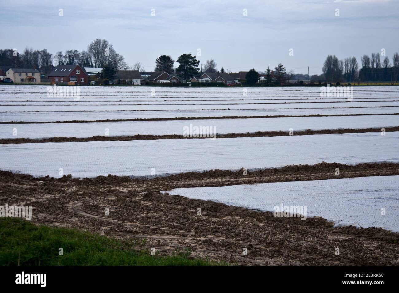 Campi di fogli isolanti di plastica che proteggono giovani piantine di carote Foto Stock