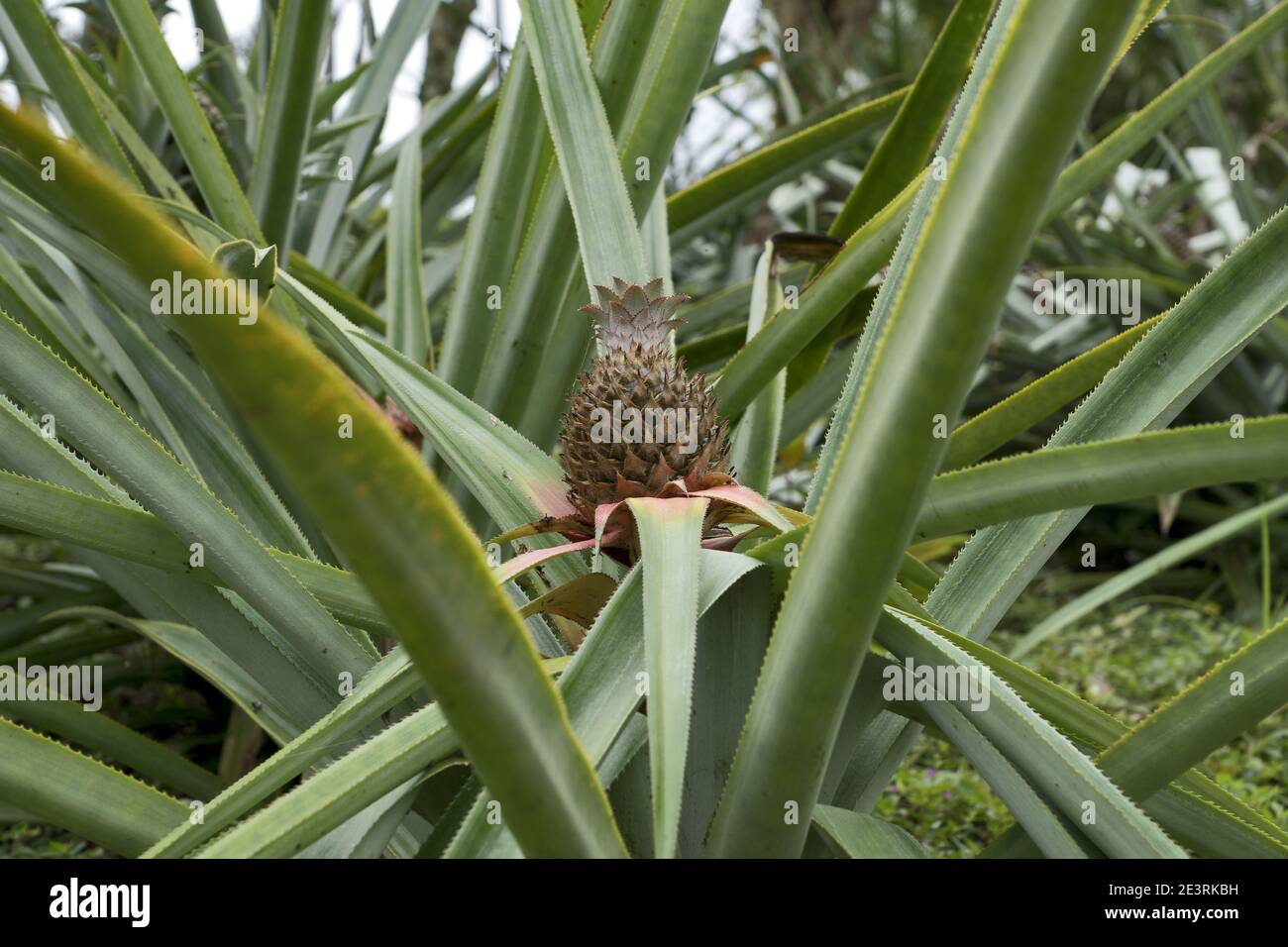 Guatemala, America Centrale: Frutta di ananas su arbusto Foto Stock