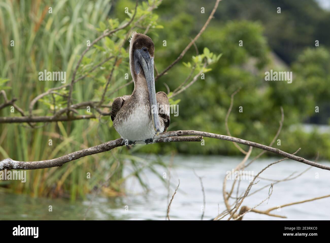 Guatemala, America Centrale: Pellicano grigio sul ramo Foto Stock