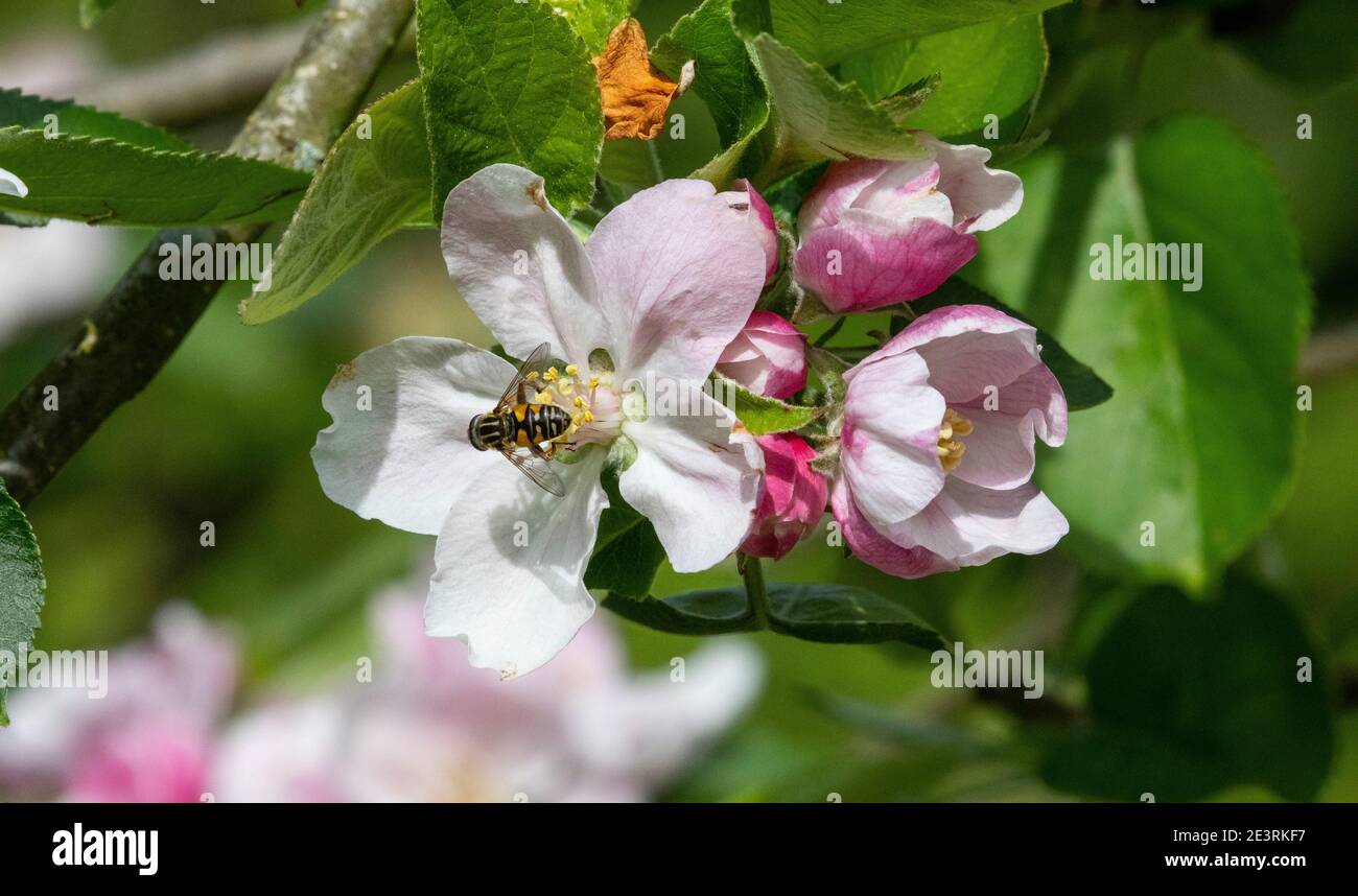 Hoverfly helophilus pendulus Foto Stock