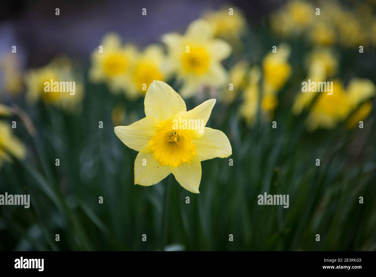 Il daffodil giallo primaverile si erge fuori dalla folla. Fiore selvatico britannico in primavera Foto Stock