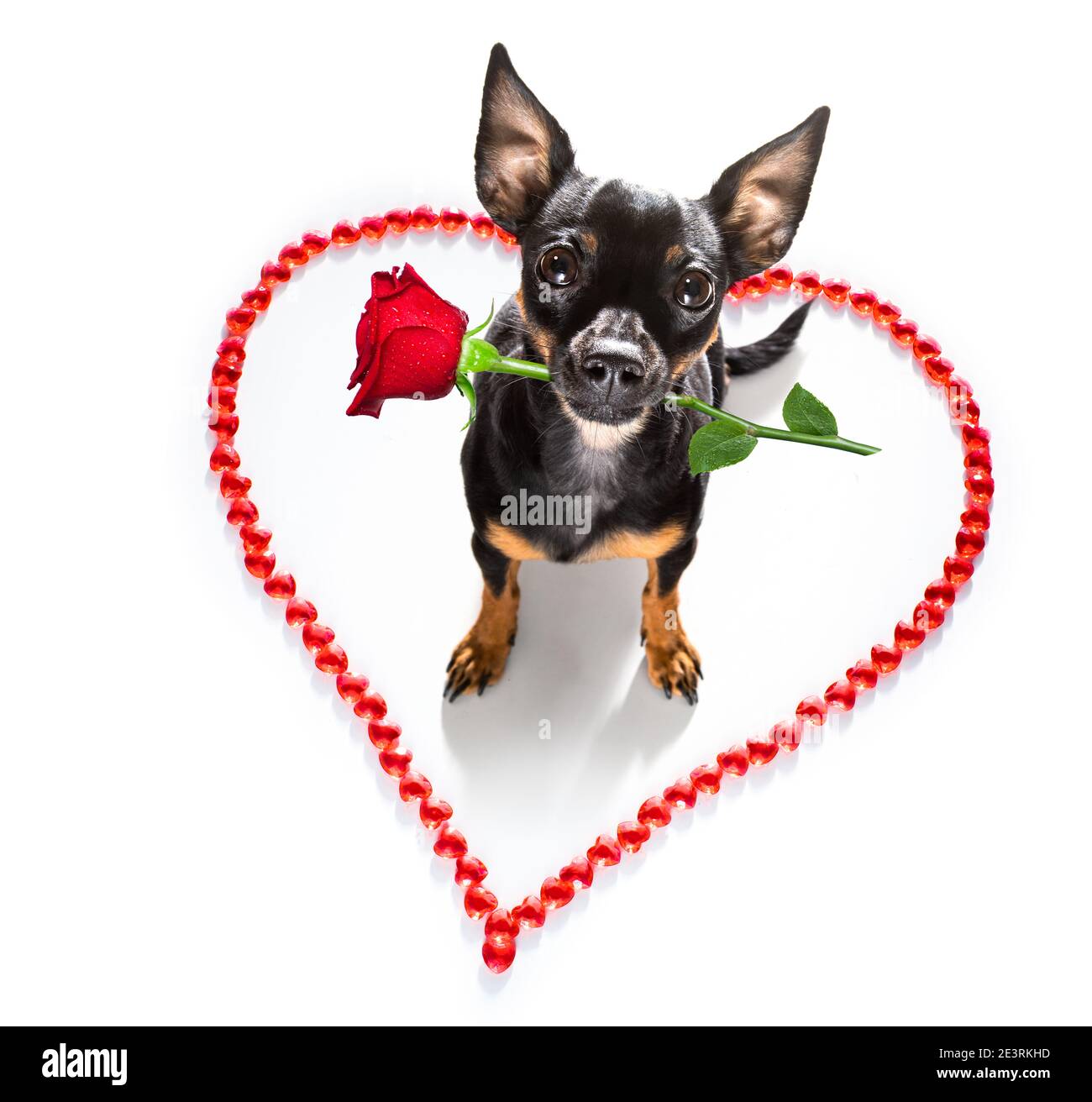 praga ratter cane su valentine amore cuore forma con i l'amore che firmate come sfondo isolato su bianco Foto Stock