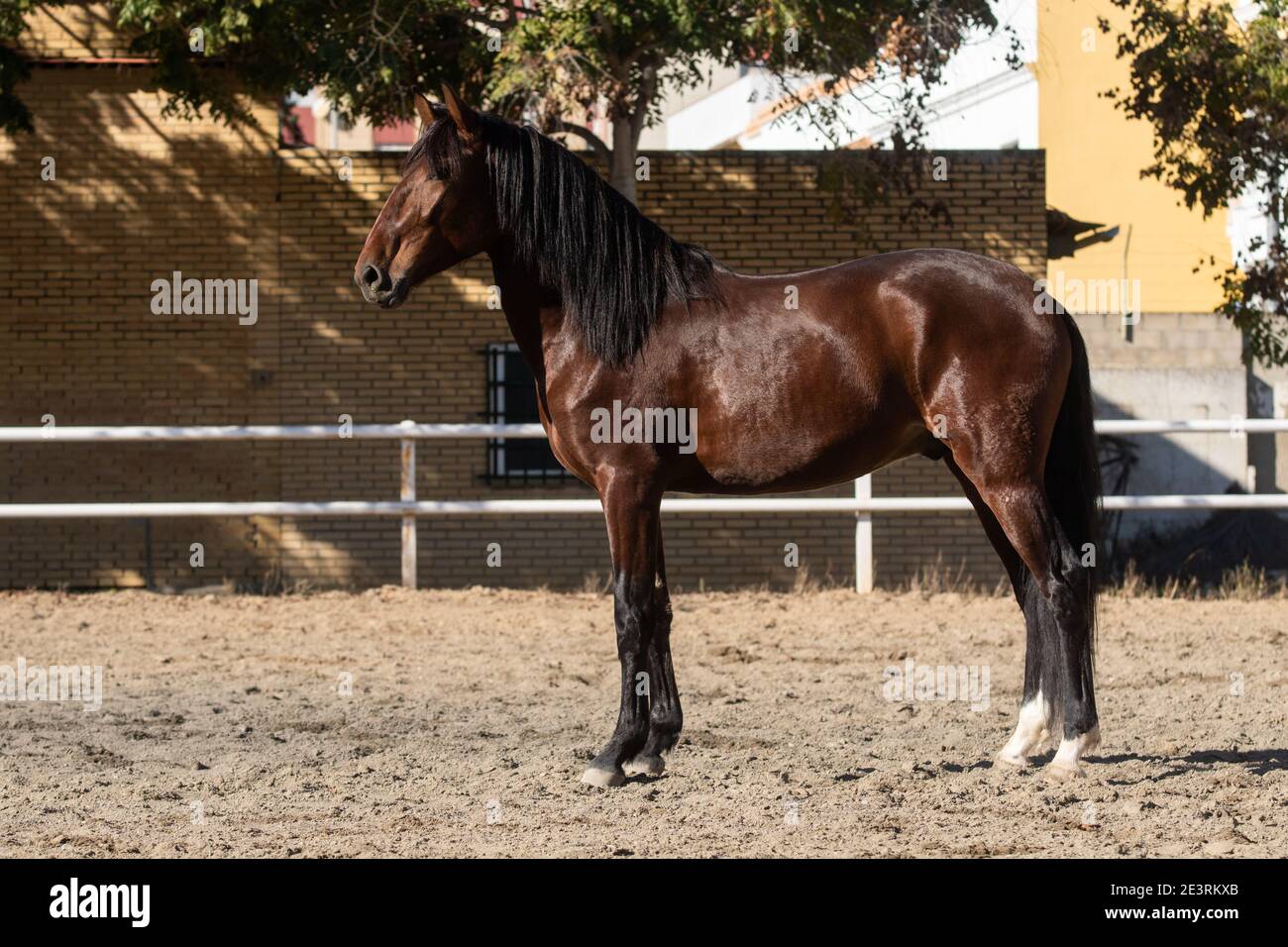 Giovane gelificazione della razza lusitano in piedi sulla sabbia Foto Stock