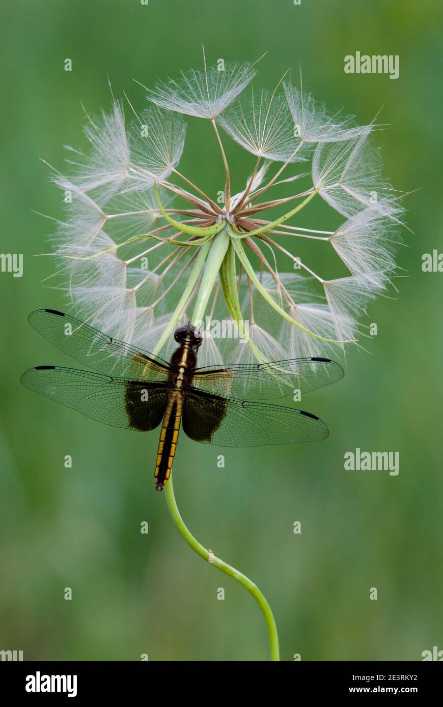 Vedova skimmer Dragonfly (Libellula luctuosa) testa di semi di capre-barba di riposo, e USA, di Skip Moody/Dembinsky Photo Assoc Foto Stock