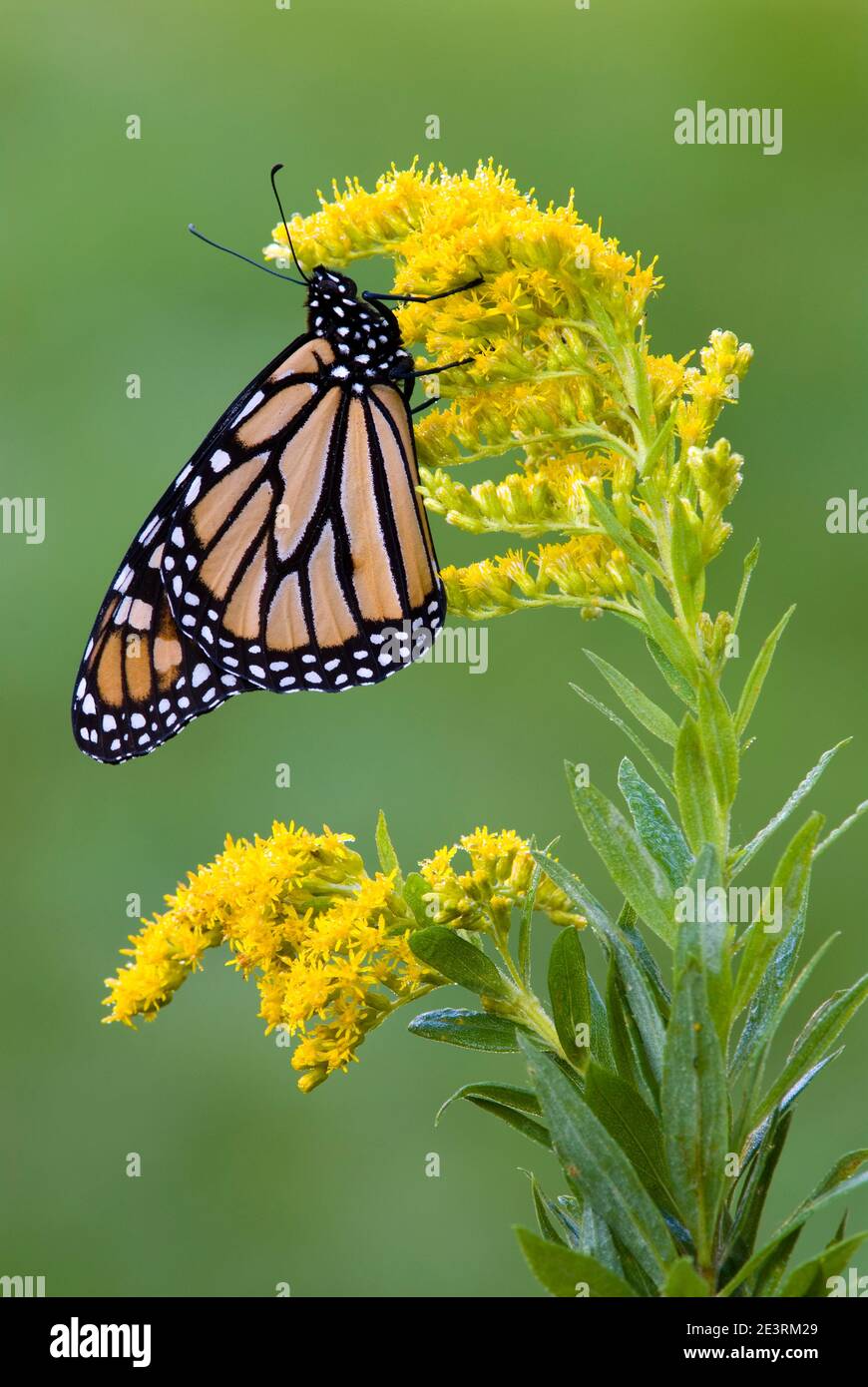 Monarch Butterfly (Danaus plexippus) alimentazione su fiori di verga d'oro (Solidago), Autunno, e USA, di Skip Moody/Dembinsky Photo Assoc Foto Stock