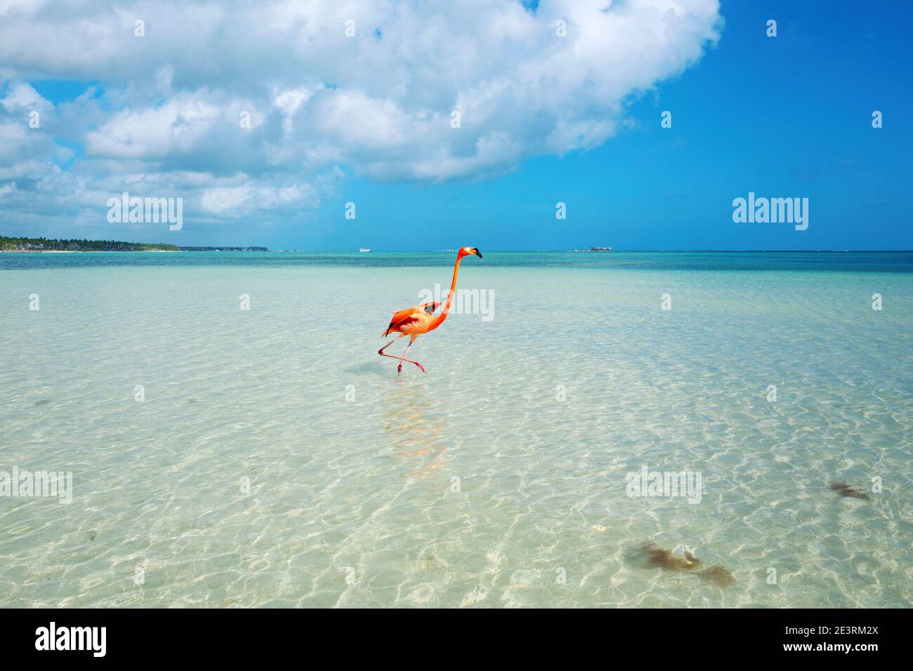 Uccelli Flamingo americani o caraibici che camminano in acque caraibiche poco profonde Foto Stock