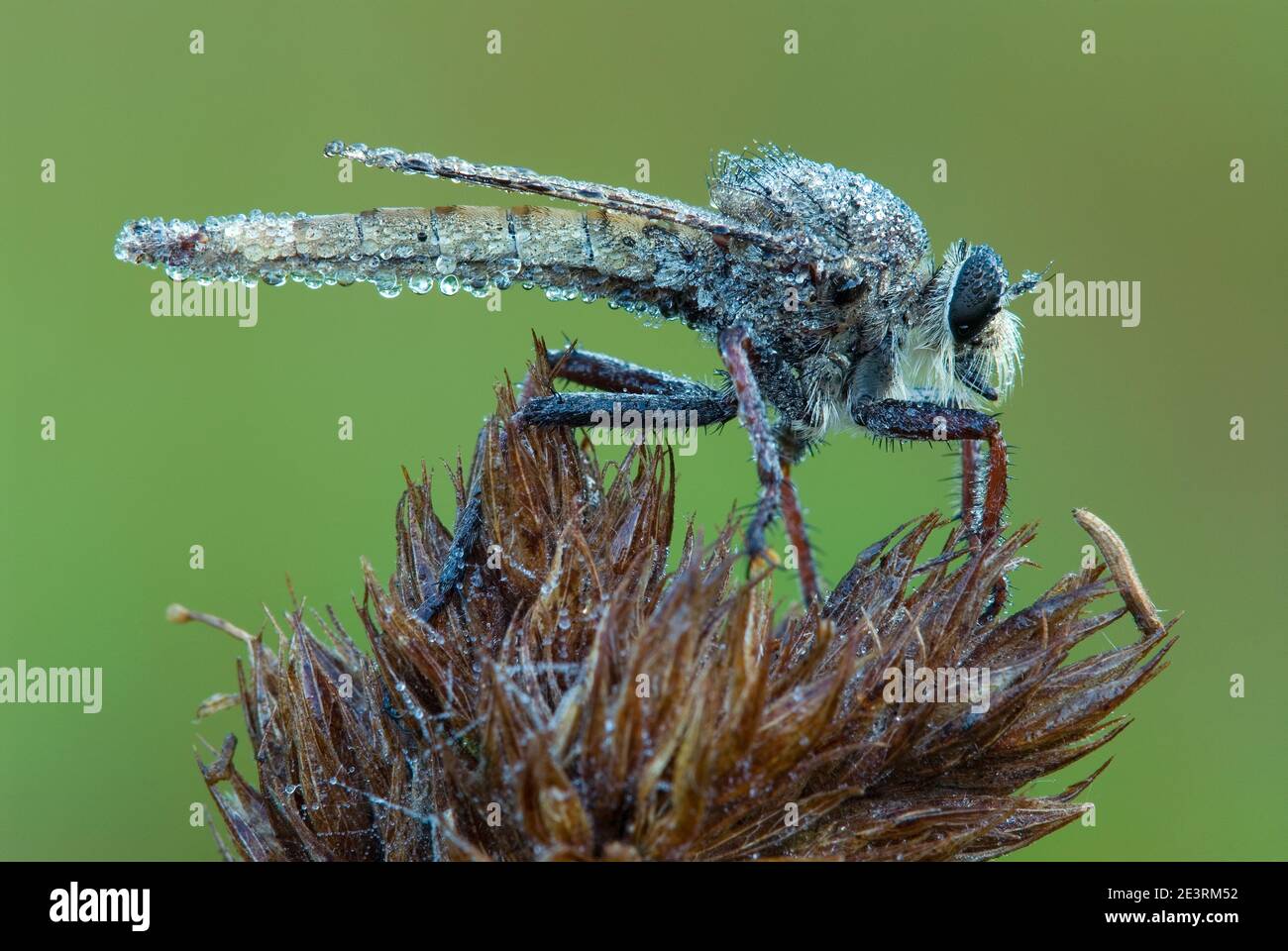 Dewy Robber Fly (Diogmites), Rest, e North America, di Skip Moody/Dembinsky Photo Assoc Foto Stock