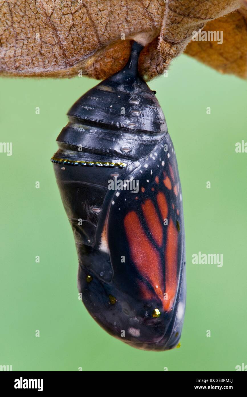 Monarch butterfly chrysalis (Danaus plexippus), farfalla in procinto di emergere, e USA, di Skip Moody/Dembinsky Photo Assoc Foto Stock