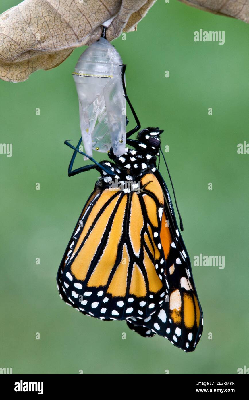 Monarch Butterfly (Danaus plexippus) emerse dal suo crisalide, e USA, da Skip Moody/Dembinsky Photo Assoc Foto Stock
