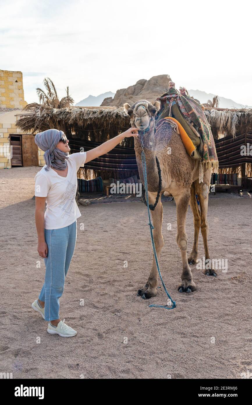 Donna con tradizionale sciarpa beduina che stropica cammello nel deserto  Foto stock - Alamy