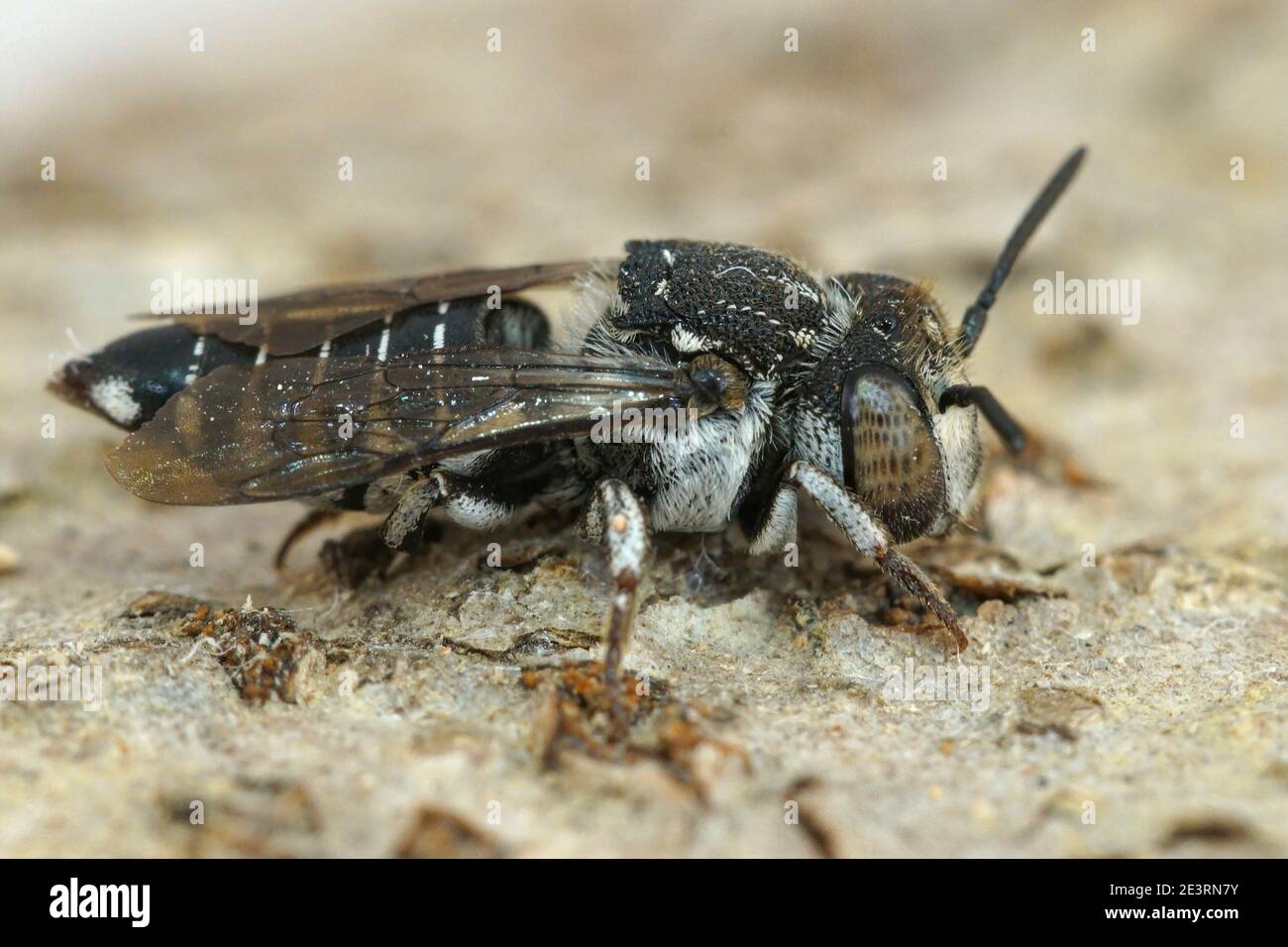 Primo piano di una cleptoparasite, di un'ape di cucù su legno del genere Epeolus, Foto Stock