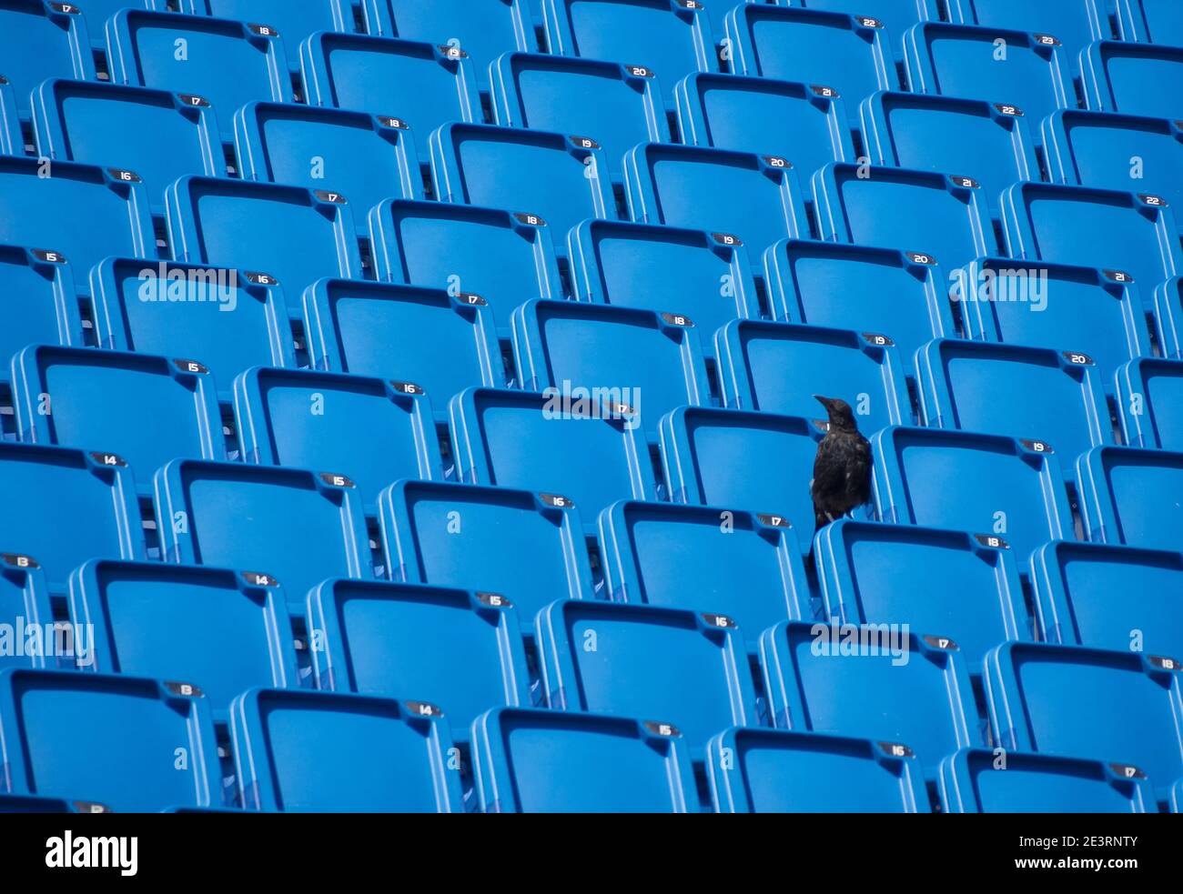 un corvo in uno stadio vuoto Foto Stock