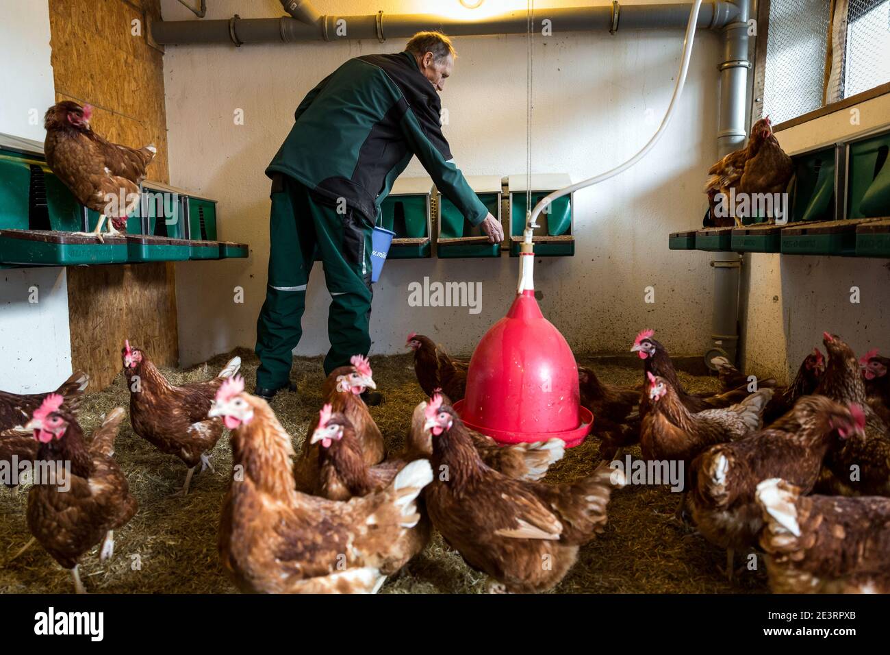 Karl Heinz Degen 70, qui che lavora nella gabbia di pollo, vive nella casa senior della fattoria di Eiffel a Marienrachdorf, in Rheinland-Pfalz Germania, dove gli anziani possono anche entrare in contatto con gli animali o addirittura lavorare nella fattoria stessa. Foto Stock
