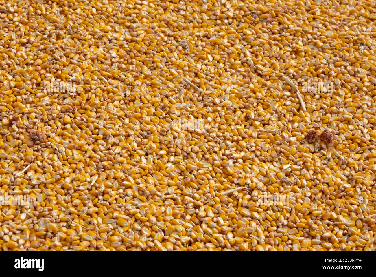 Il giallo di sementi di mais sfondo. Close up di grani di cibo. Foto Stock