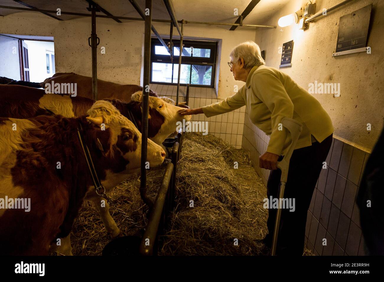 Agnes Seibert al suo lavoro nella stalla di mucca, vive nella casa anziana della fattoria di Eiffel a Marienrachdorf, nella Renania-Palatinato, in Germania, dove gli anziani possono anche entrare in contatto con gli animali o addirittura lavorare nella fattoria stessa. Foto Stock