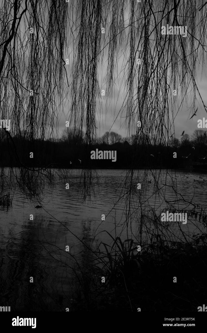 Lake Marsh Land Foto Stock