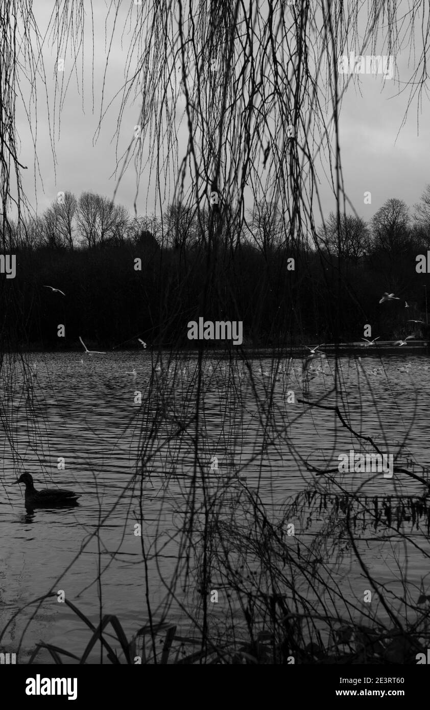 Lake Marsh Land Foto Stock