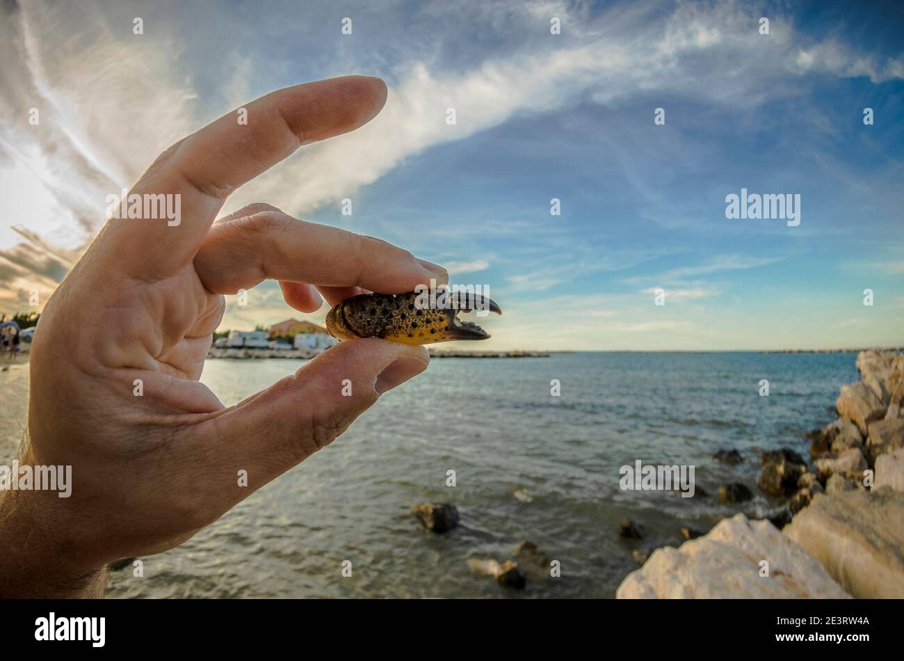 Mano ravvicinata che tiene una griffa di granchio Foto Stock