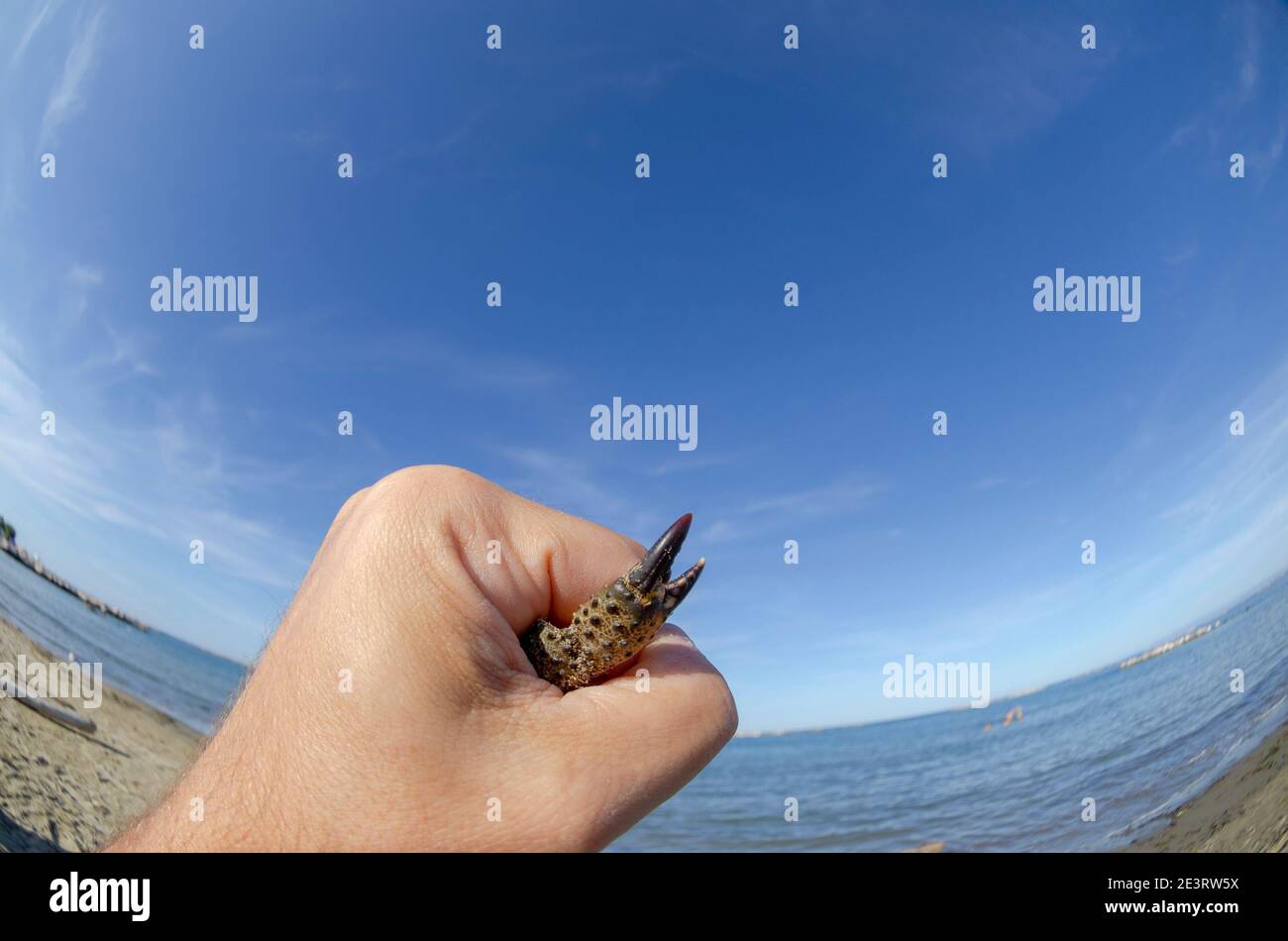 Primo piano di una mano che tiene un granchio all'interno e un griffa che si stacca Foto Stock