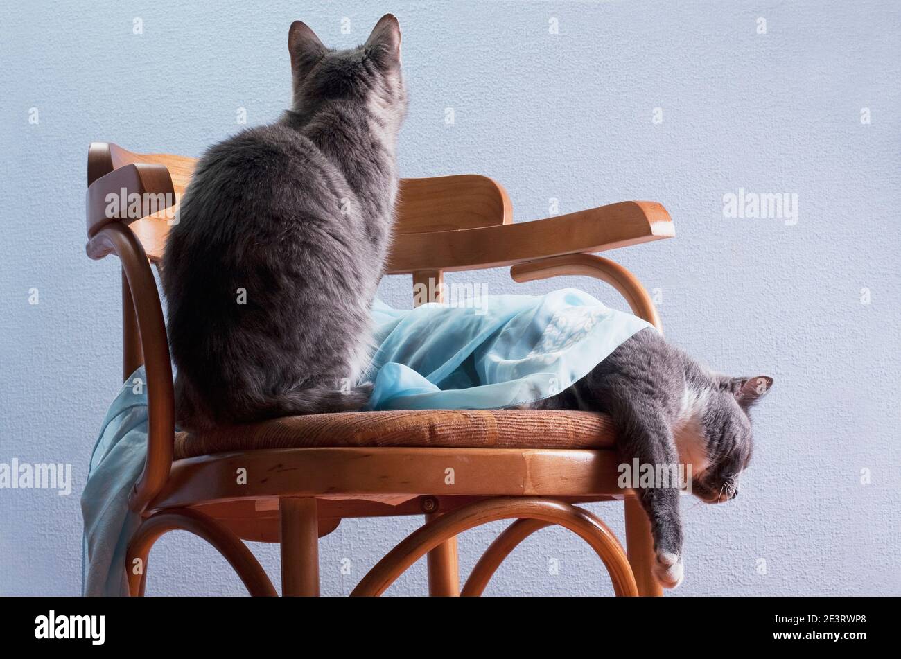 Due gatti con tessuto blu su legno art-deco sedia di design su sfondo blu, grigio a righe tabby seduta e si annoia accanto a posa grigio fumo whit Foto Stock