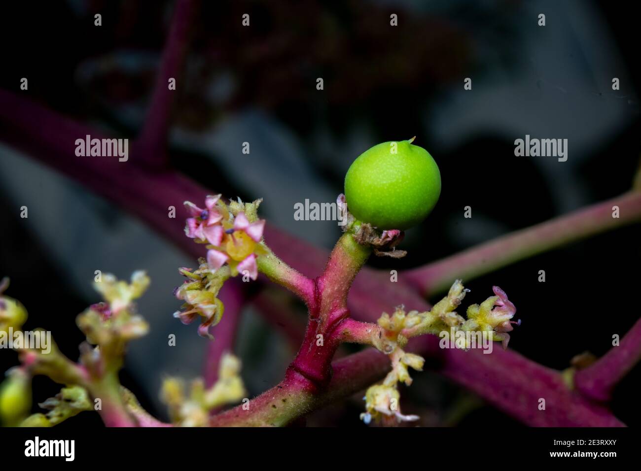 primo piano del mango bambino conosciuto come mangifera indica con fiori. Foto Stock