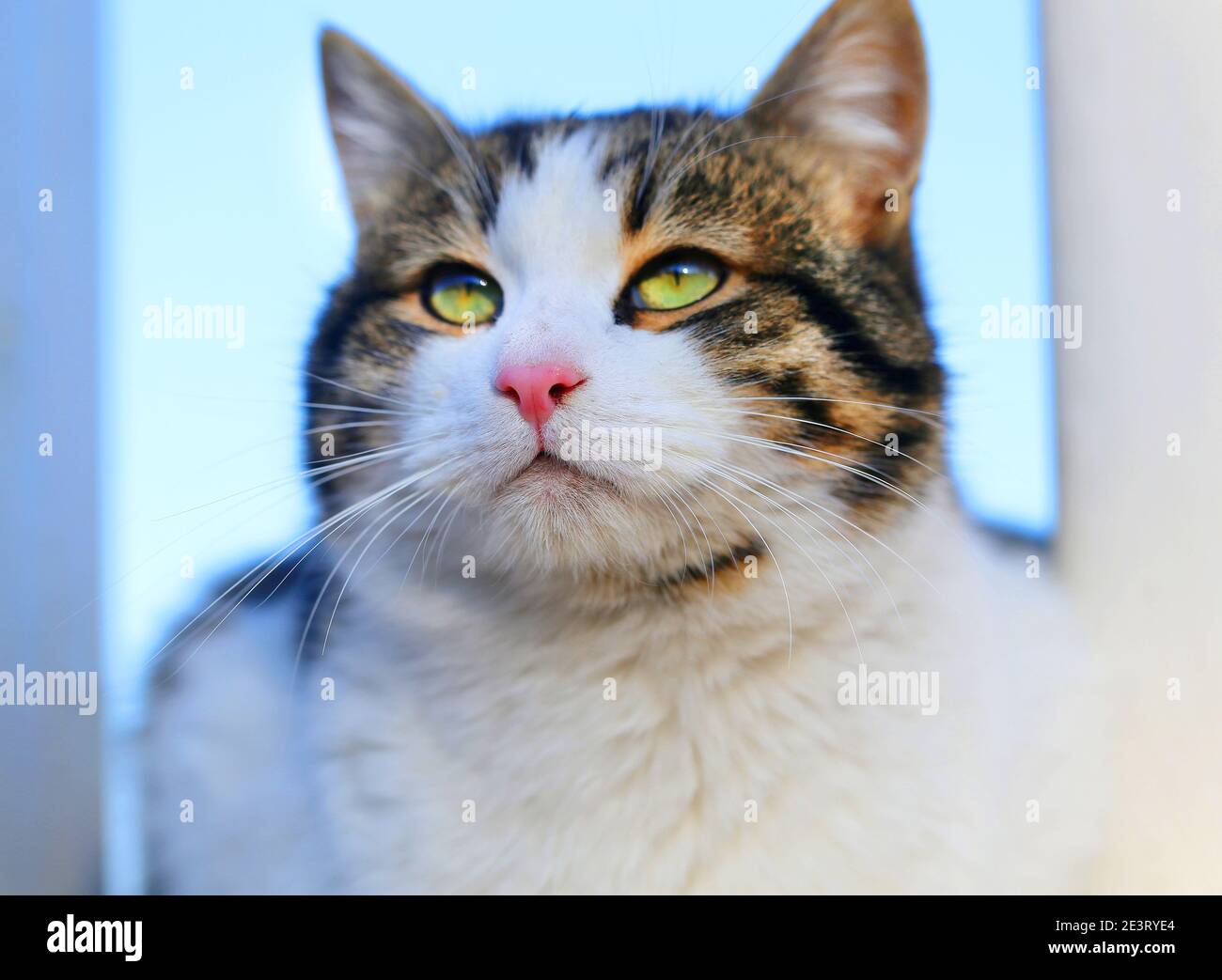 Ritratto fotografico di un bel gattino di strada illuminato dal sole. Protezione di animali randagi gatti disegno Foto Stock
