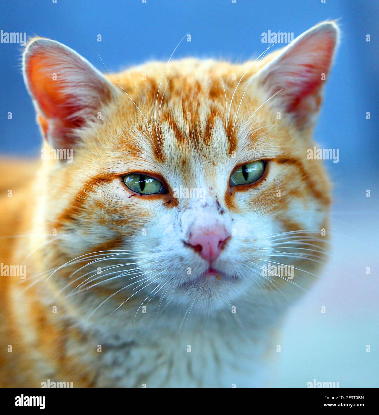 Ritratto fotografico di un bel gatto di strada illuminato dal sole. Protezione di animali randagi gatti disegno Foto Stock