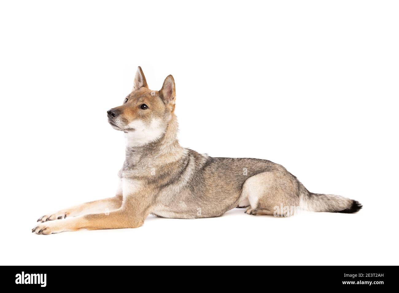 Il cane Shikoku isolato su sfondo bianco Foto Stock