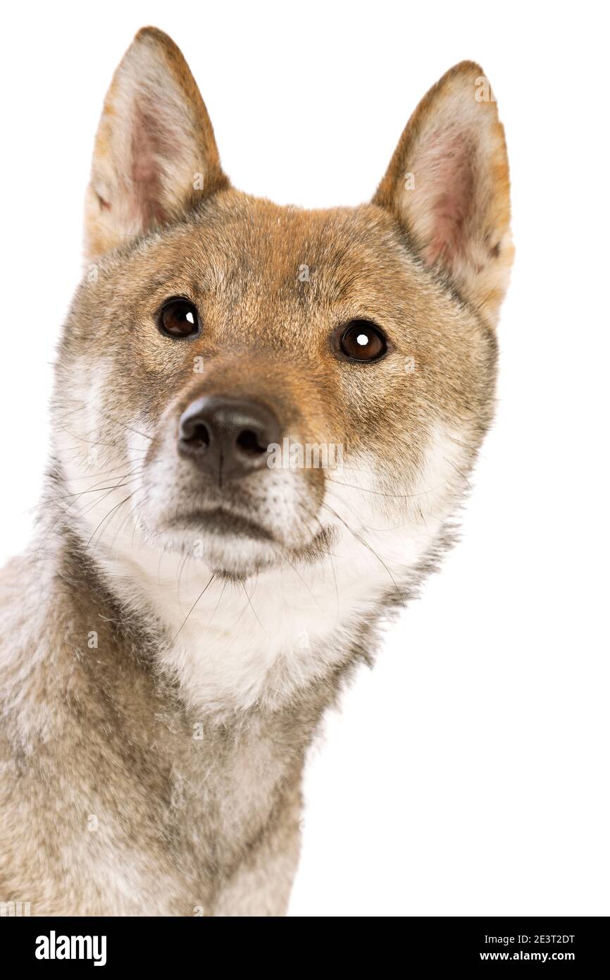 Il cane Shikoku isolato su sfondo bianco Foto Stock